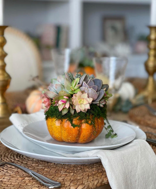 Harvest Pumpkin Succulent Workshop | November 2nd from 3:30-5:30p
